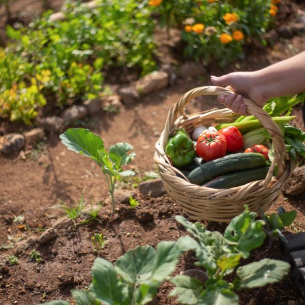 Vegetable Seed Vault Kit - 35 Heirloom Varieties | Survival & Home Garden Gift